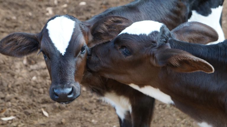Paranaíba Agora