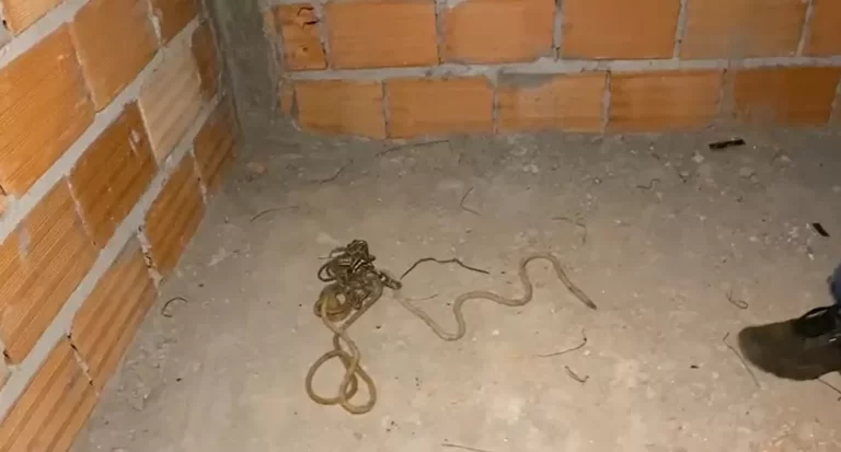 Paranaíba Agora