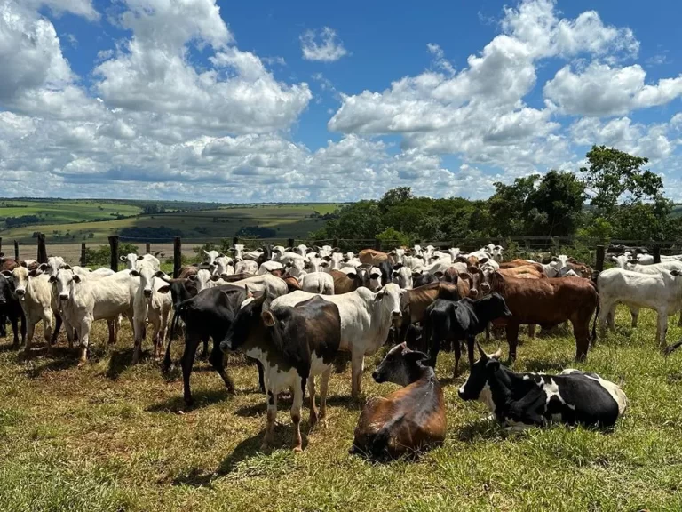 Paranaíba Agora