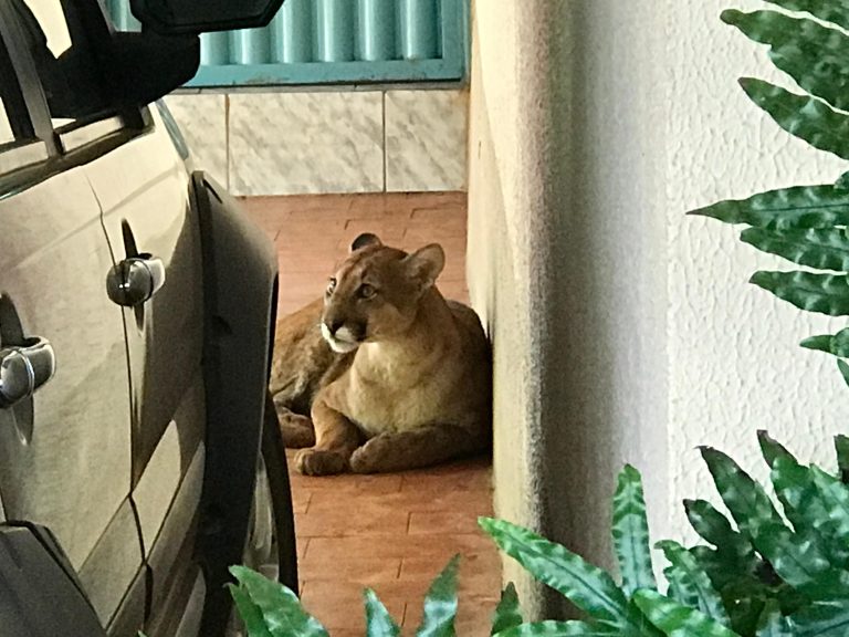 Paranaíba Agora