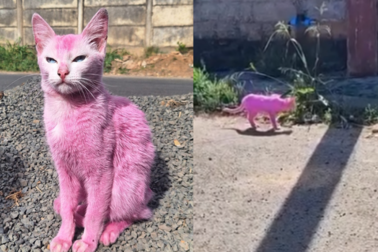 Paranaíba Agora