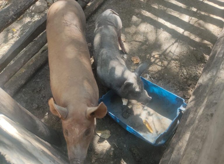 Paranaíba Agora